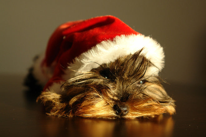 The Brunch Bunch: Holiday Edition!