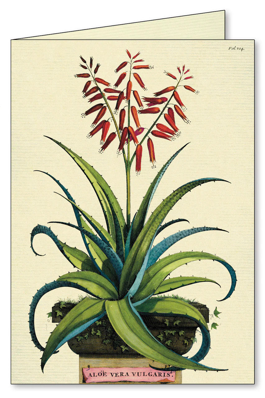 Boxed Notecards | Succulents