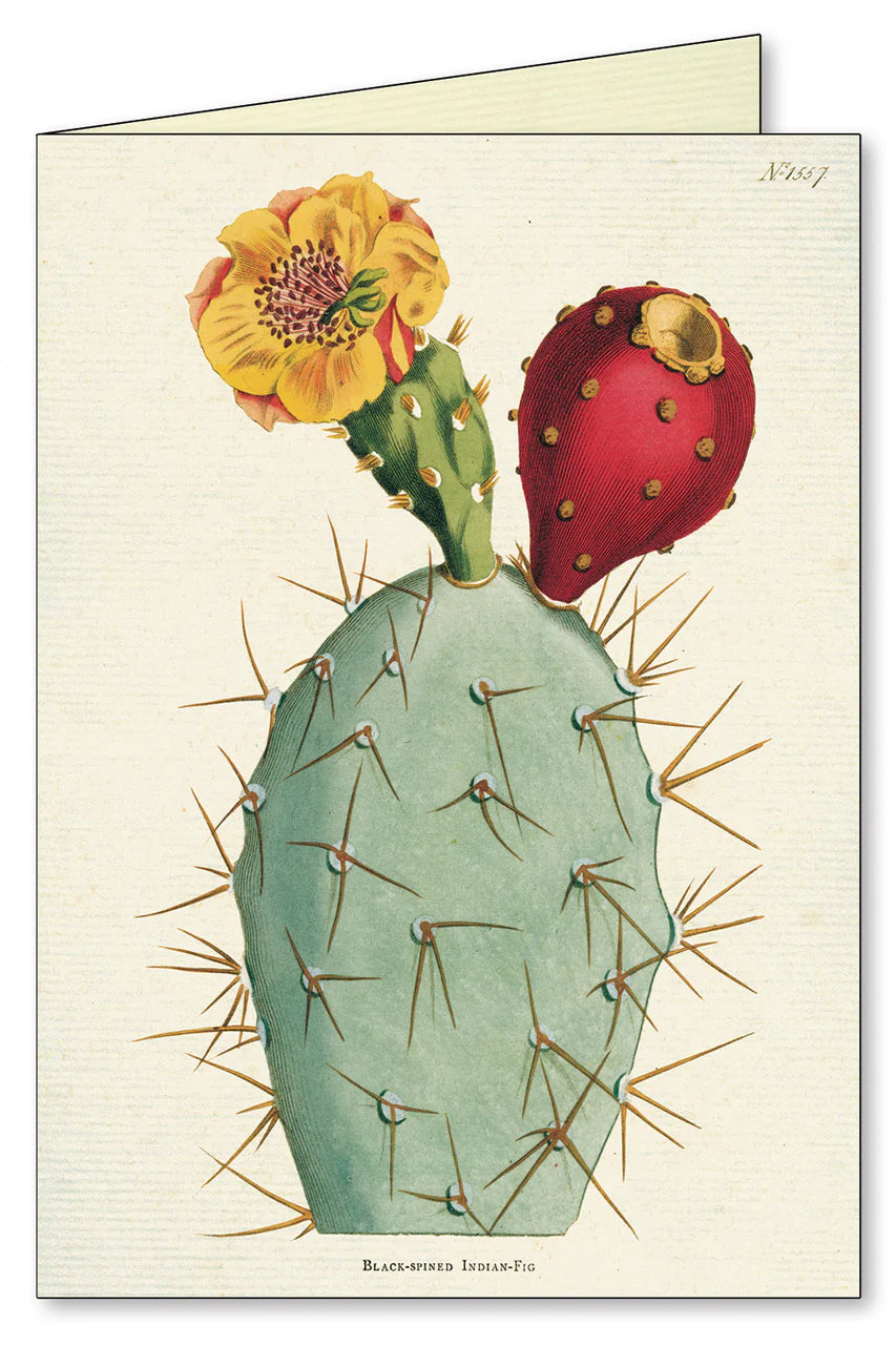 Boxed Notecards | Succulents