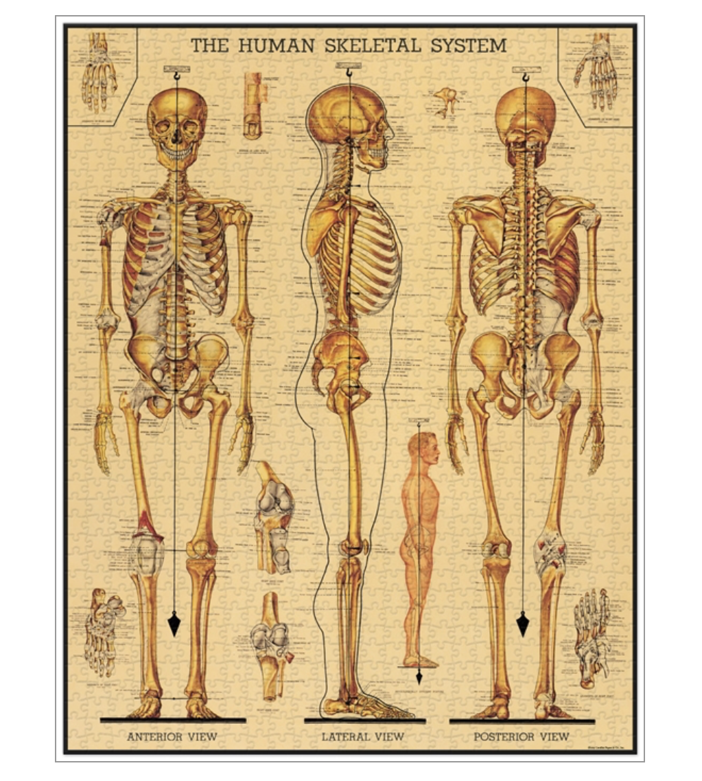 Vintage Puzzle - Skeletal System