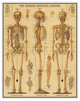 Vintage Puzzle - Skeletal System