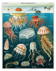Vintage Puzzle - Jellyfish